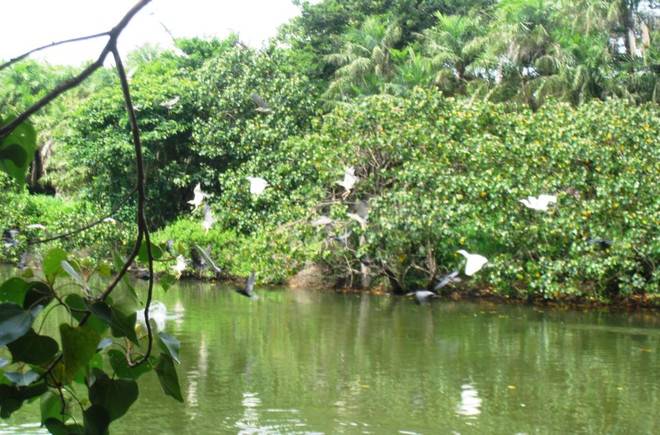 Bac Lieu moves to sustainably develop biodiversity ảnh 1