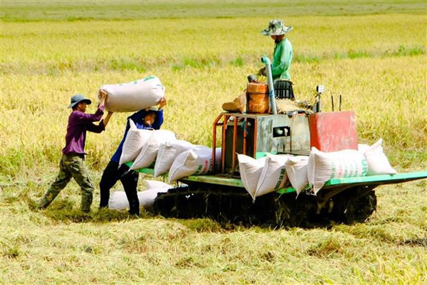 Vietnam’s rice export forecast to enjoy another successful year ảnh 1 Vietnam’s rice export forecast to enjoy another successful year ảnh 1