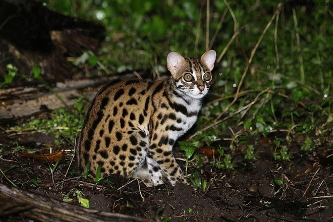 Quang Binh: rare wild cat handed over to authorities ảnh 1 Quang Binh: rare wild cat handed over to authorities ảnh 1