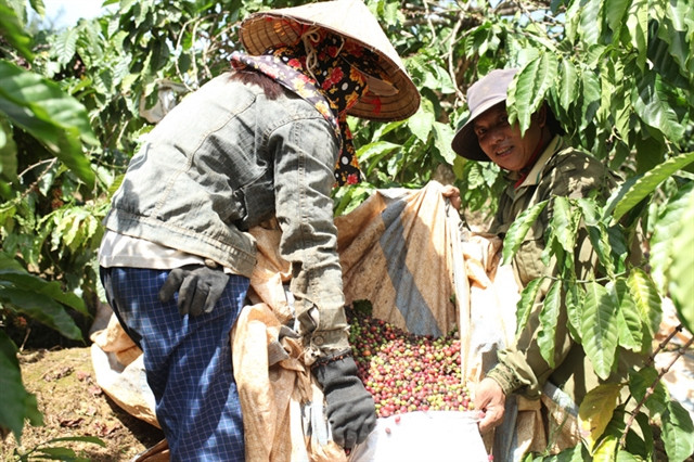 Lam Dong province recognises hi-tech coffee growing area ảnh 1
