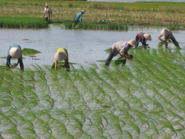 Japanese firm to pilot hi-tech rice farming in Ha Nam ảnh 1 Japanese firm to pilot hi-tech rice farming in Ha Nam ảnh 1