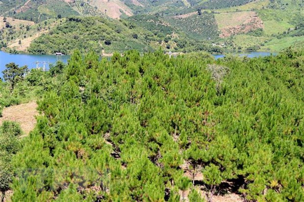 National forest service payment mechanism generates 120 million USD annually ảnh 1 National forest service payment mechanism generates 120 million USD annually ảnh 1
