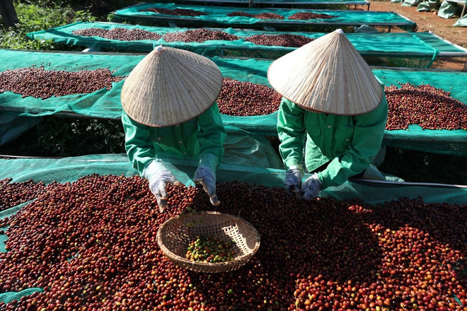 Brand positioning helps Buon Ma Thuot become global coffee hub ảnh 2