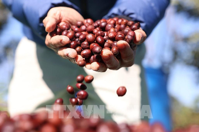 Brand positioning helps Buon Ma Thuot become global coffee hub ảnh 1 Brand positioning helps Buon Ma Thuot become global coffee hub ảnh 1