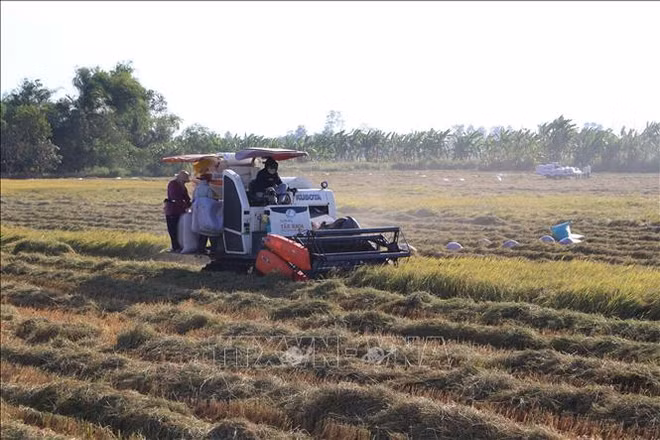 Vietnam, China look to increase rice trade cooperation ảnh 1