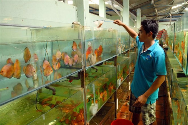 Vietnam has great potential for export of ornamental creatures ảnh 1 Vietnam has great potential for export of ornamental creatures ảnh 1