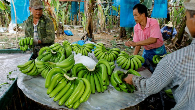 Banana to become Laos’ major agricultural export ảnh 1