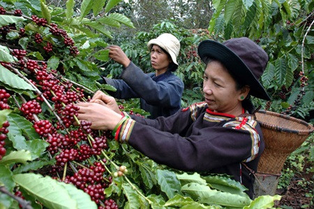 Technology boosts coffee sector growth ảnh 1 Technology boosts coffee sector growth ảnh 1