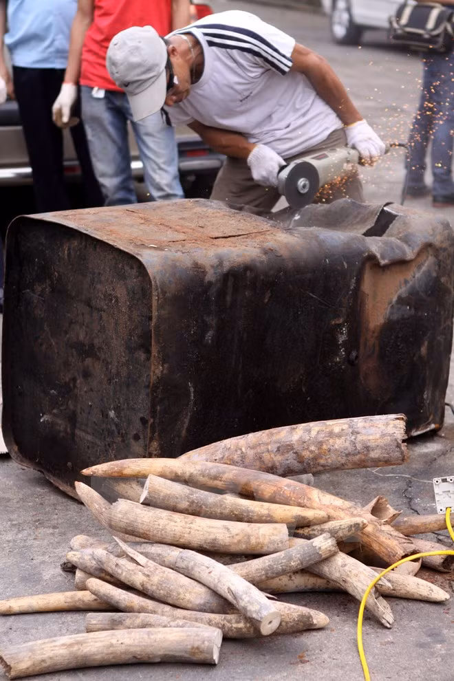 Smuggled ivory, rhino horns seized in Da Nang ảnh 1