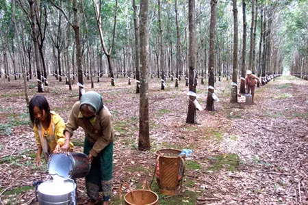 Vietnam’s rubber industry needs bounce ảnh 1