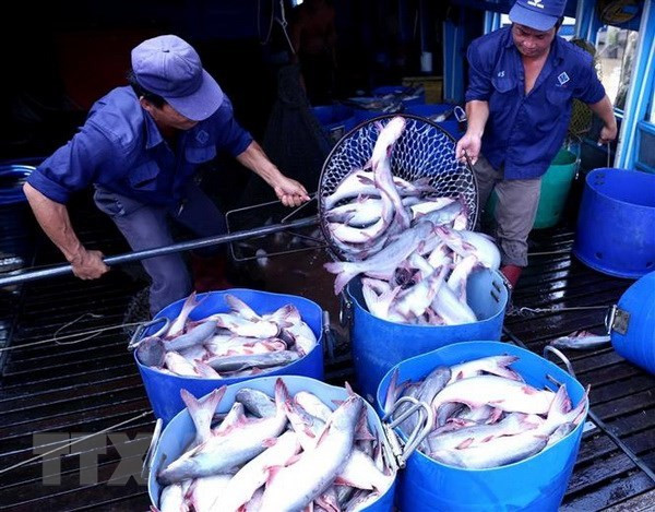 Good news for Vietnamese cat fish exporters ảnh 2