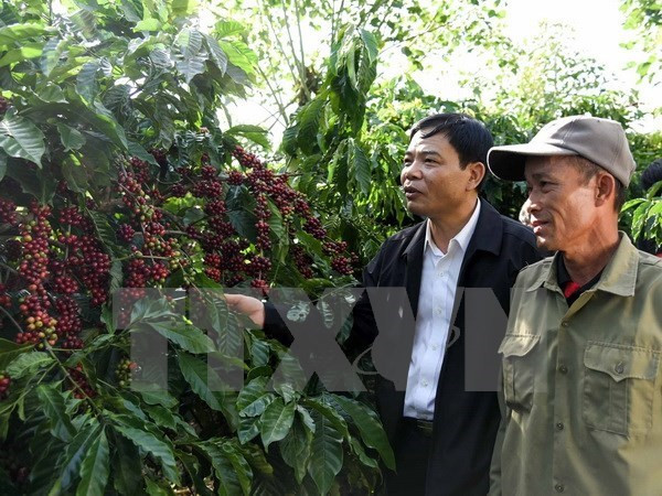 Market to bode well for coffee export ảnh 1