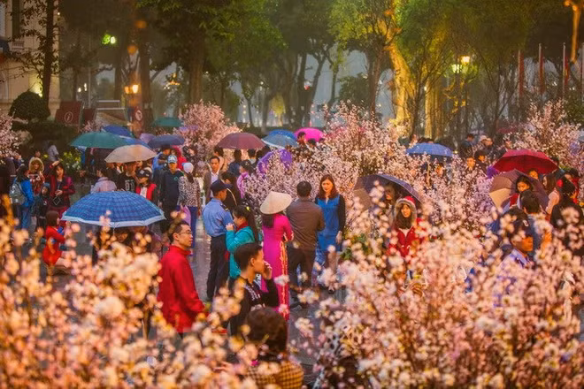 Cherry blossom festival to take place in Hanoi in March ảnh 1