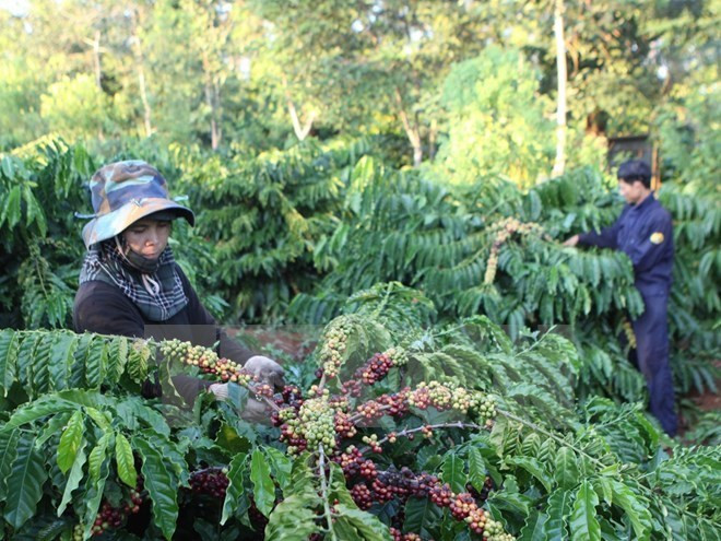 Vietnam, Indonesia step up cooperation in coffee sector ảnh 1