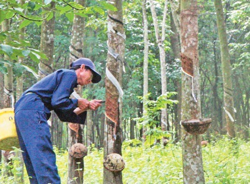 Vietnam Rubber Group eyes higher profits ảnh 1 Vietnam Rubber Group eyes higher profits ảnh 1