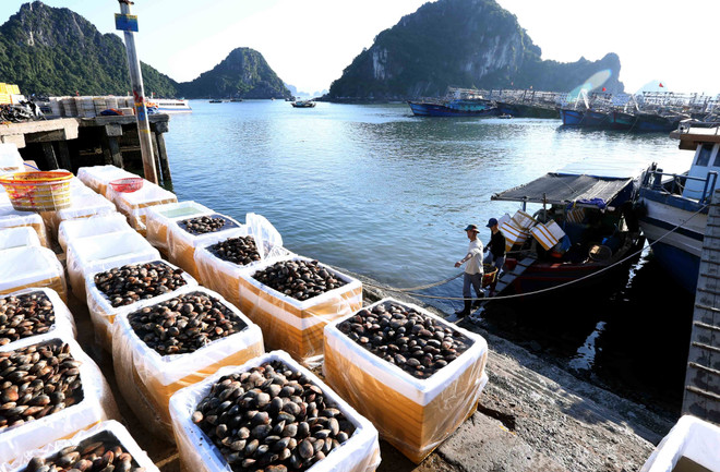 Ministry seeks to gain 40 billion USD from agro-forestry-fishery exports ảnh 1 Ministry seeks to gain 40 billion USD from agro-forestry-fishery exports ảnh 1