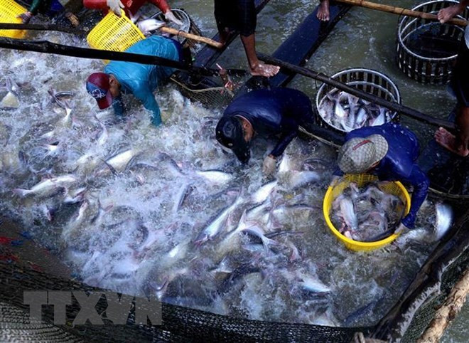Mekong Delta localities discuss tra fish development ảnh 1
