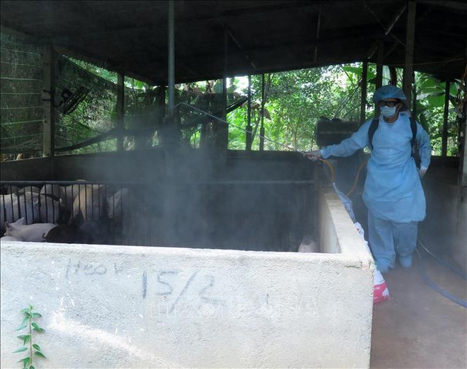 Vietnam on alert for possible outbreak of African swine fever ảnh 1 Vietnam on alert for possible outbreak of African swine fever ảnh 1