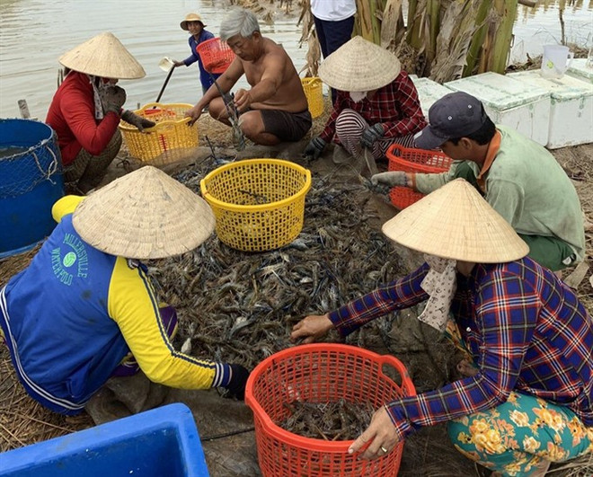 Kien Giang to expand shrimp farming models ảnh 1