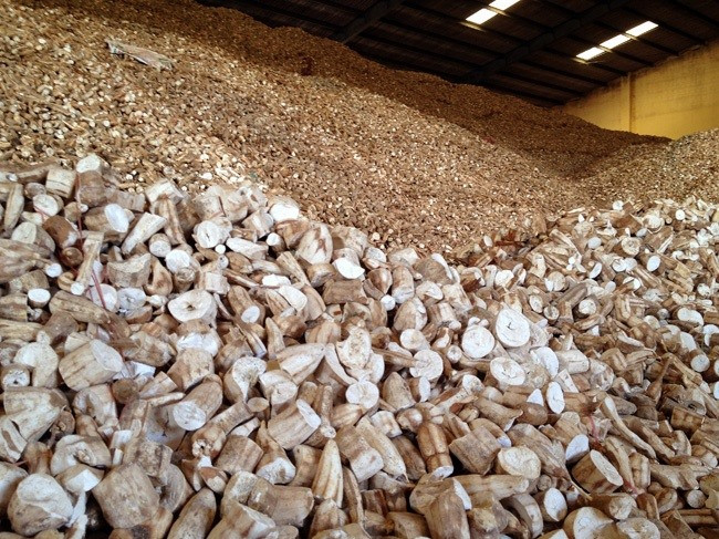 Vietnam to face difficulties in cassava exports ảnh 1 Vietnam to face difficulties in cassava exports ảnh 1