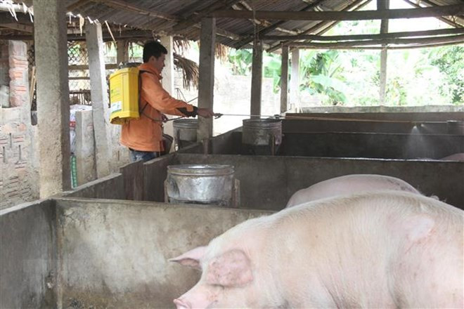 Foot-and-mouth disease reported in 19 localities ảnh 1