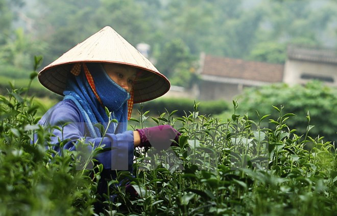Tea festival attracts international participants ảnh 1