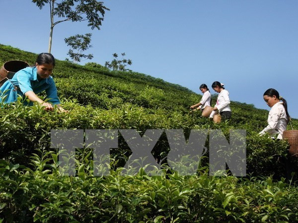 Vietnam cultivates 125,000 hectares of tea ảnh 1
