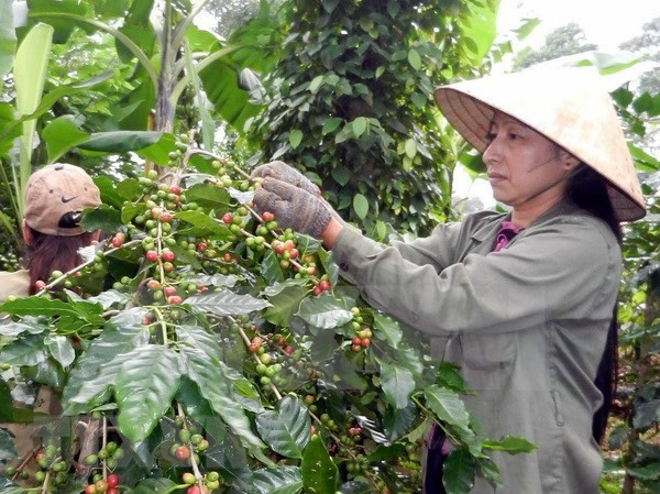 Vietnam expects to export 1.7 mln tonnes of coffee this year ảnh 1 Vietnam expects to export 1.7 mln tonnes of coffee this year ảnh 1