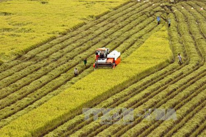 Agricultural sector needs more locally made machinery ảnh 1 Agricultural sector needs more locally made machinery ảnh 1
