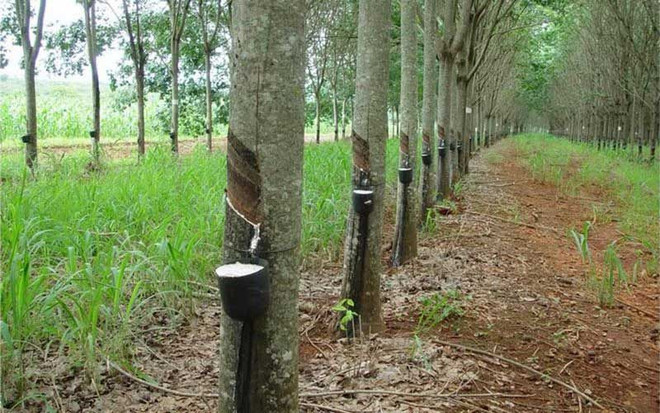 Thailand approves subsidy scheme for rubber farmers ảnh 1