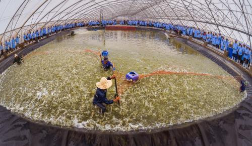 First breeding shrimp farm in Vietnam meets OIE standards ảnh 1