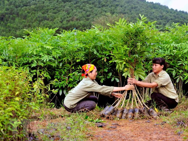 Quang Tri plants over 7,200 ha of concentrated forest ảnh 1 Quang Tri plants over 7,200 ha of concentrated forest ảnh 1