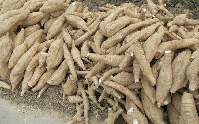 Cassava exports to RoK sharply rise ảnh 1