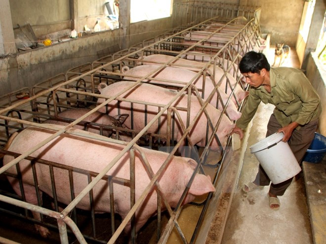 JICA helps Hoa Binh with native pig breeding ảnh 1 JICA helps Hoa Binh with native pig breeding ảnh 1