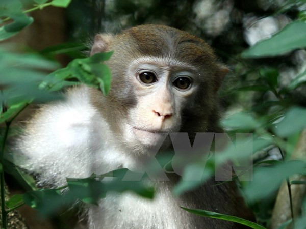 GEF helps Vietnam increase biodiversity preservation ảnh 1 GEF helps Vietnam increase biodiversity preservation ảnh 1