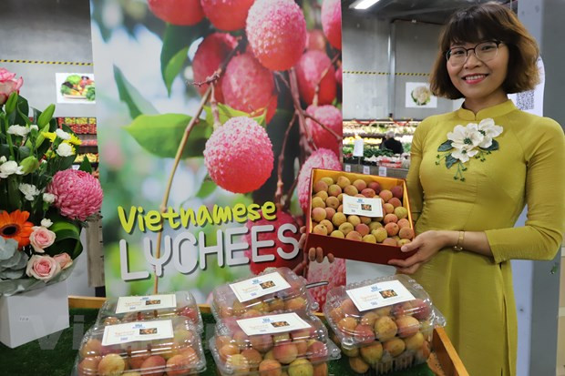 Vietnamese lychee becomes “hot item” in Australia ảnh 1 Vietnamese lychee becomes “hot item” in Australia ảnh 1