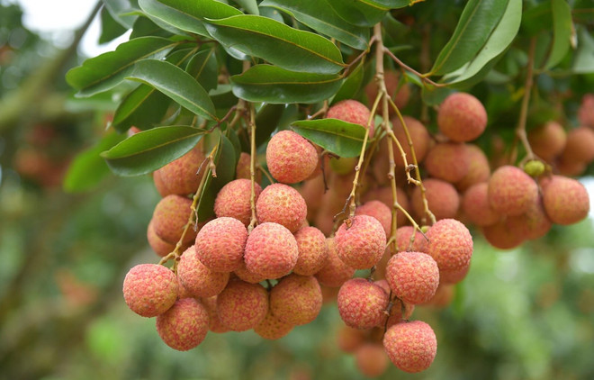 Vietnamese lychees confident of winning over consumer taste in Netherlands ảnh 1 Vietnamese lychees confident of winning over consumer taste in Netherlands ảnh 1