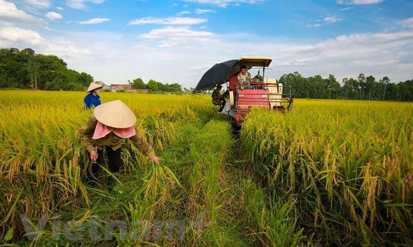 Minister: Vietnam looks towards sustainable agriculture ảnh 1