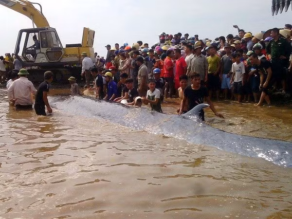 Dead whale buried in Nghe An ảnh 1