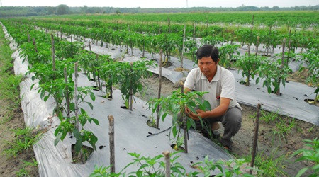 HCM City starts five-year plan on organic food ảnh 1