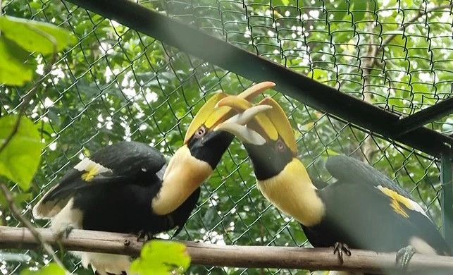 Phong Nha-Ke Bang National Park receives 11 rare animals ảnh 1