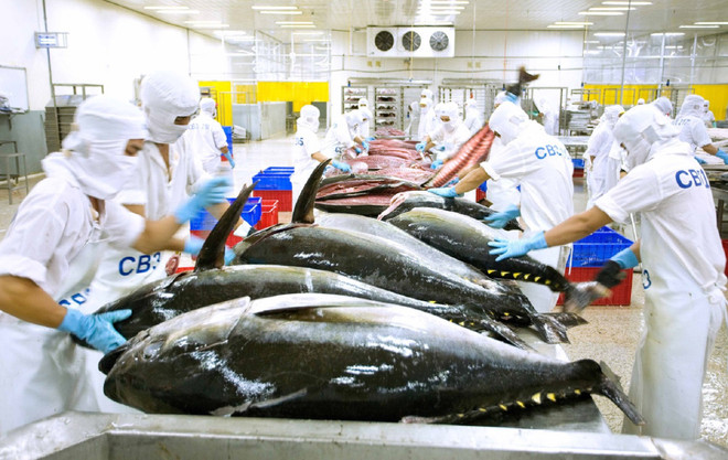 Tuna exports predicted to rebound as billion-USD earner ảnh 1 Tuna exports predicted to rebound as billion-USD earner ảnh 1