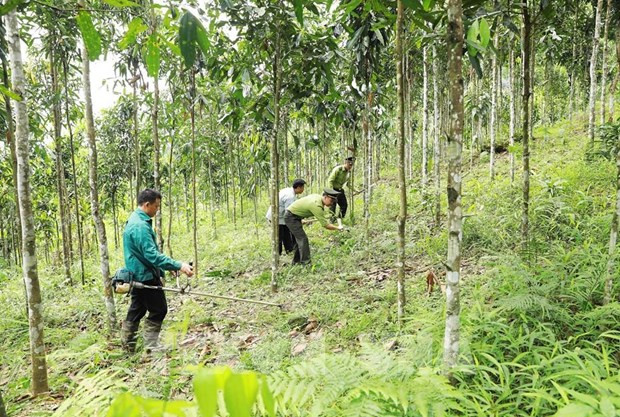 Forest coverage remains at 42.02% in 2023: ministry ảnh 1