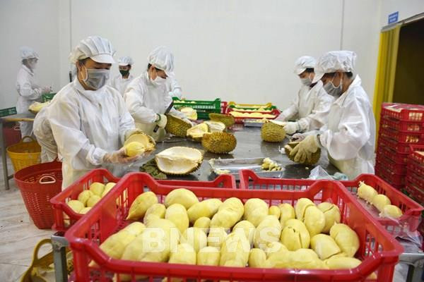 Breakthroughs recorded in fruit, vegetable exports in Q1 ảnh 1 Breakthroughs recorded in fruit, vegetable exports in Q1 ảnh 1