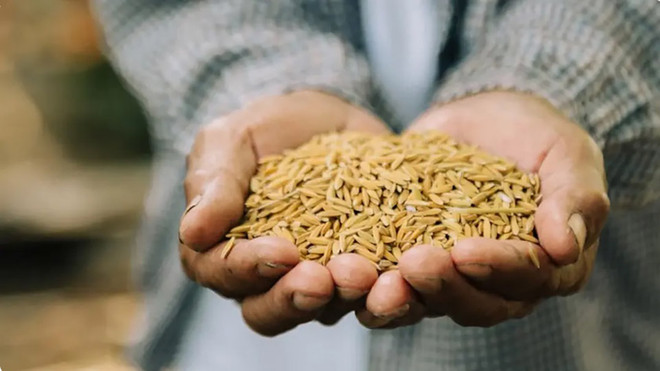 Thailand rice exports to exceed 2024 target ảnh 1 Thailand rice exports to exceed 2024 target ảnh 1