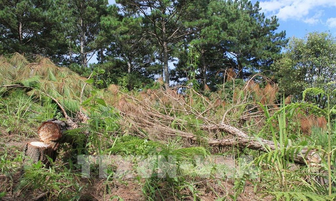 Central Highlands targets 49.2 percent in forest coverage in 2030 ảnh 1