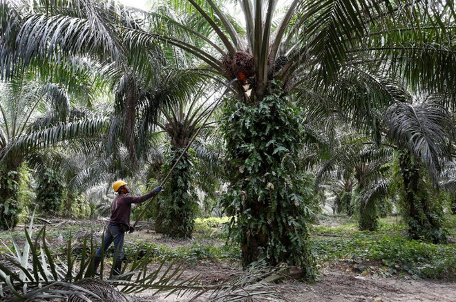 Malaysia: Palm-oil industry urges gov’t to let foreign workers return ảnh 1