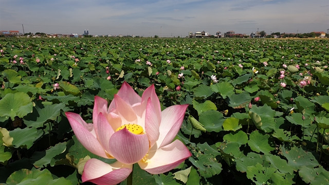 Unfertilised soil used to grow lotus ảnh 1 Unfertilised soil used to grow lotus ảnh 1