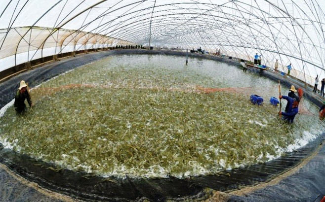 Plan to develop shrimp industry submitted ảnh 1