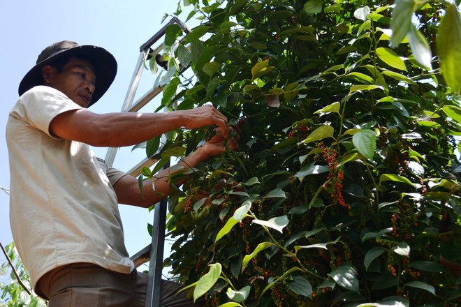 Coffee, pepper enterprises and farmers should connect well ảnh 1
